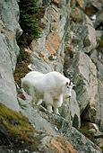 MAM 17 TL0012 01
Mountain Goat Climbing On Rock Mountain