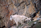 MAM 17 TL0013 01
Mountain Goat Mother And Kid Climbing On Rock Mountain