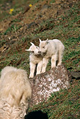 MAM 17 TL0014 01
Two Mountain Goat Kids Climbing On Rock On Grassy Hillside