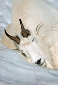 MAM 17 TL0015 01
Head Shot Of Mountain Goat Billy Sleeping On Snowy Hillside