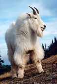 MAM 17 TL0016 01
Portrait Of Mountain Goat Billy Standing On Hillside Trees Sky Clouds