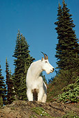 MAM 17 TL0017 01
Portrait Of Mountain Goat Billy Standing On Outcrop Below Pine Trees Blue Sky