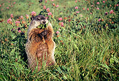 MAM 18 BA0001 01
Groundhog Sitting Up Eating Plant In Field With Pink Flowers