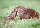 MAM 18 GR0001 01
Baby And Mother Groundhog Kissing In Field Profile