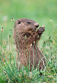 MAM 18 GR0002 01
Groundhog Sitting Up Eating Plant In Field