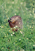 MAM 18 LS0001 01
Groundhog Standing In Field Eating Plant