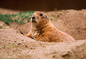 MAM 18 RK0004 01
Groundhog Peeking Out Of Burrow