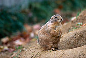 MAM 18 RK0005 04
Groundhog Sitting By Burrow