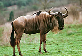 MAM 19 RK0002 01
Profile Shot Of Gnu Standing On Green Grass