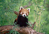 MAM 20 KH0001 01
Red Lesser Panda Sitting On Tree Branch Eating Bamboo