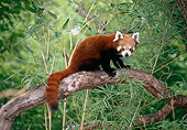 MAM 20 KH0002 01
Red Lesser Panda Sitting On Tree Branch