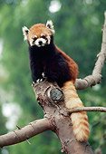 MAM 20 RK0001 01
Lesser Panda.