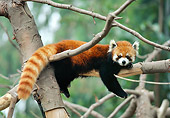 MAM 20 RK0002 02
Lesser Panda Hanging On Tree Branches