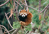 MAM 20 RK0006 06
Lesser Panda Sitting In Tree Facing Camera