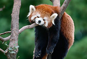 MAM 20 GR0001 01
Red Lesser Panda Sleeping In Tree