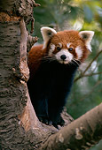 MAM 20 TL0002 01
Red Lesser Panda In Tree