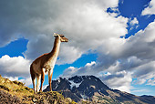 MAM 22 MH0001 01
Guanaco Standing On Hillside Chile