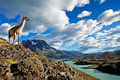 MAM 22 MH0002 01
Guanaco Standing On Hillside Overlooking Lake Chile