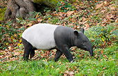 MAM 23 GL0004 01
Malayan Tapir Walking Through Grass