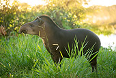 MAM 23 JE0001 01
South American Tapir Standing In Grass South America