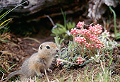MAM 24 BA0001 01
Close-Up Of Ground Squirrel Standing In Dirt By Pink Flowers