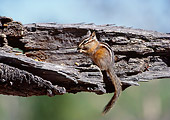 MAM 24 BA0002 01
Least Chipmunk Standing On Log Eating Seeds