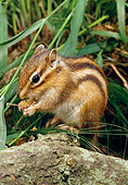 MAM 24 GL0001 01
Chipmunk Standing On Log Eating