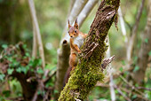 MAM 24 GL0002 01
Red Squirrel Climbing Mossy Tree Branch