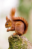 MAM 24 GL0003 01
Red Squirrel Standing On Log Eating Hazelnut