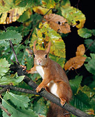 MAM 24 GL0004 01
Red Squirrel Climbing In Tree