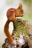 MAM 24 GL0005 01
Red Squirrel Eating Hazelnut On Stump Normandy