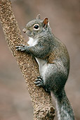 MAM 24 GR0001 01
Portrait Of Eastern Gray Squirrel On Tree