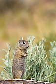 MAM 24 KH0005 01
Belding Ground Squirrel Standing Upright On Log
