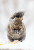 MAM 24 LS0002 01
Gray Squirrel Eating Corn During Snow Storm