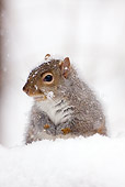 MAM 24 LS0003 01
Gray Squirrel Sitting In Snow During Snow Storm