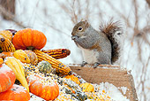MAM 24 LS0004 01
Gray Squirrel Feeding On Corn Kernels Among Gourds In Winter