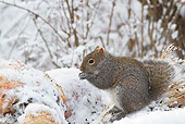 MAM 24 LS0005 01
Eastern Gray Squirrel With Snow Covered Gourds And Sunflower Seeds In Winter