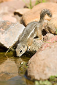 MAM 24 MC0001 01
White-Tailed Antelope Squirrel Drinking Water