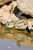 MAM 24 MC0002 01
White-Tailed Antelope Squirrel Drinking Water