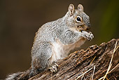 MAM 24 MC0003 01
Western Gray Squirrel Sitting On Log Yellowstone National Park