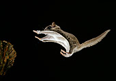 MAM 24 MC0004 01
Southern Flying Squirrel Leaping In Night Sky