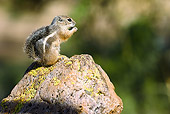 MAM 24 MC0005 01
White-Tailed Antelope Squirrel Eating On Rock Arizona