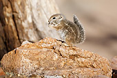 MAM 24 MC0006 01
White-Tailed Antelope Squirrel Eating On Rock Arizona