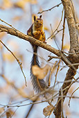MAM 24 MC0007 01
Indian Giant Squirrel Sitting In Tree In Satpura Range, Madhya Pradesh, India