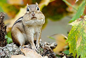 MAM 24 MC0008 01
Eastern Chipmunk Sitting In Backyard Garden Eastern Pennsylvania