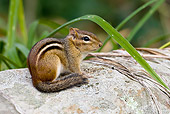 MAM 24 MC0009 01
Eastern Chipmunk Sitting In Backyard Garden Eastern Pennsylvania