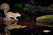 MAM 24 MC0010 01
Eastern Gray Squirrel Jumping On Rocks Across Backyard Pond Central Pennsylvania