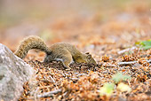 MAM 24 MC0011 01
Red Squirrel Hunting In Yellowstone National Park