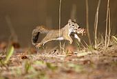 MAM 24 MC0012 01
Red Squirrel Leaping With Pinecone Yellowstone National Park