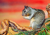 MAM 24 RK0001 06
Squirrel Sitting On Branch